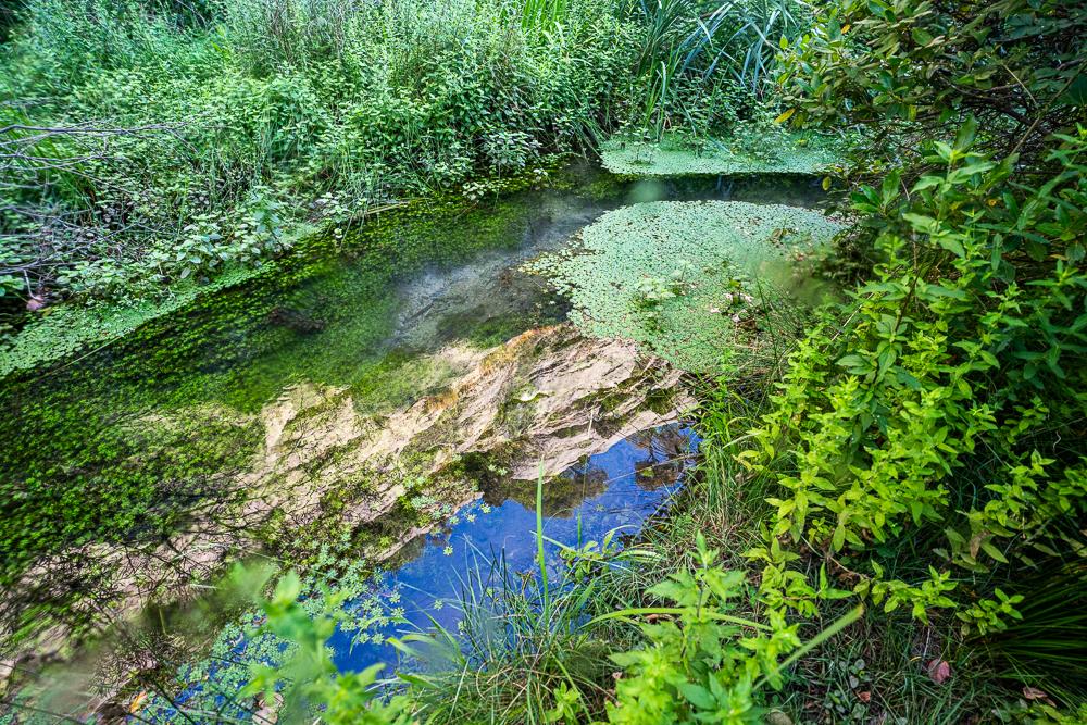 Amitiés sauvages - Tirage de tête numérique